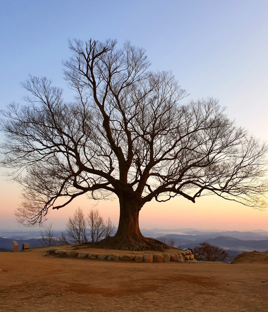 A soft sunset behind a zelkova tree in Buyeo, South Korea
